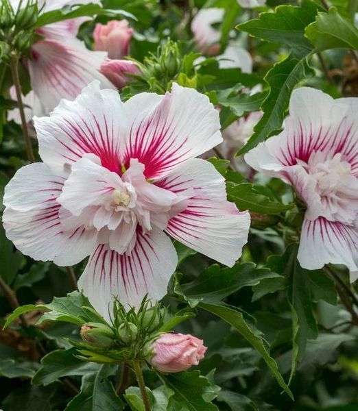 Hibiscus syriacus 'Starburst Chiffon' 1m kmienok